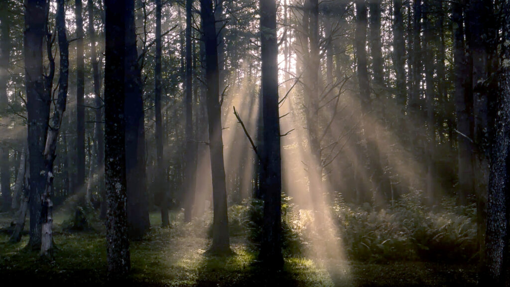 Screenshot of a forest from the American Revolution film